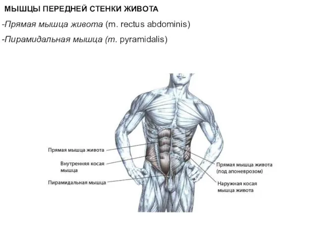 МЫШЦЫ ПЕРЕДНЕЙ СТЕНКИ ЖИВОТА Прямая мышца живота (m. rectus abdominis) Пирамидальная мышца (т. pyramidalis)