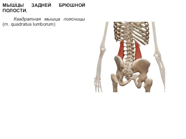 МЫШЦЫ ЗАДНЕЙ БРЮШНОЙ ПОЛОСТИ. Квадратная мышца поясницы (m. quadratus lumborum)