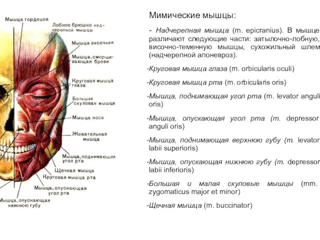 Мимические мышцы: - Надчерепная мышца (m. epicranius). В мышце различают