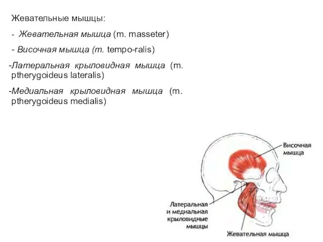 Жевательные мышцы: - Жевательная мышца (m. masseter) - Височная мышца