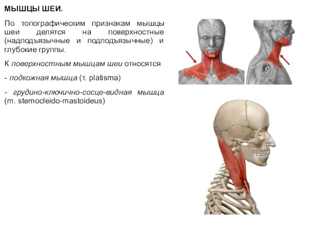 МЫШЦЫ ШЕИ. По топографическим признакам мышцы шеи делятся на поверхностные