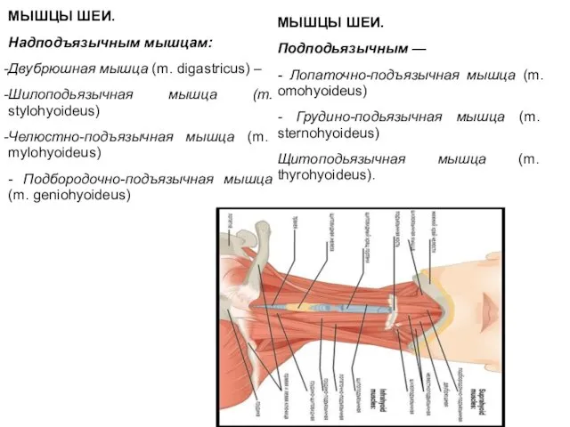 МЫШЦЫ ШЕИ. Надподъязычным мышцам: Двубрюшная мышца (m. digastricus) – Шилоподьязычная