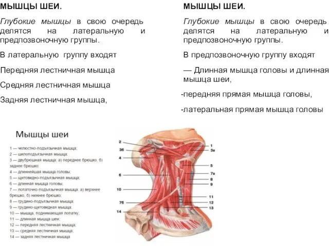 МЫШЦЫ ШЕИ. Глубокие мышцы в свою очередь делятся на латеральную