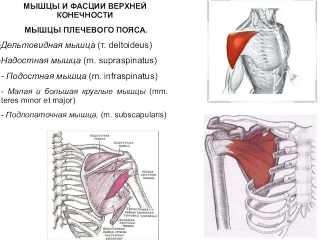 МЫШЦЫ И ФАСЦИИ ВЕРХНЕЙ КОНЕЧНОСТИ МЫШЦЫ ПЛЕЧЕВОГО ПОЯСА. Дельтовидная мышца