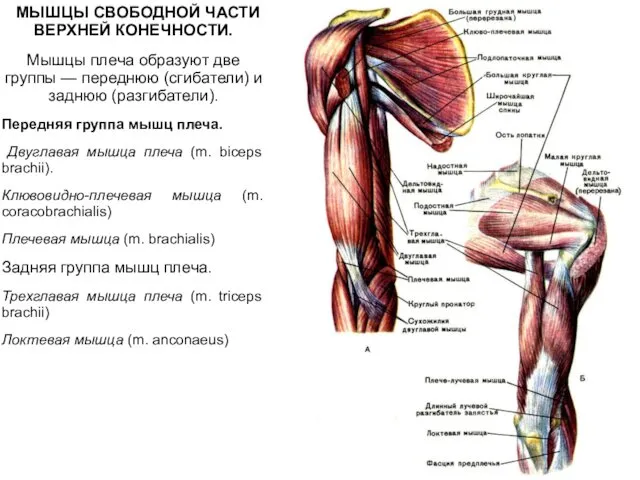 МЫШЦЫ СВОБОДНОЙ ЧАСТИ ВЕРХНЕЙ КОНЕЧНОСТИ. Мышцы плеча образуют две группы