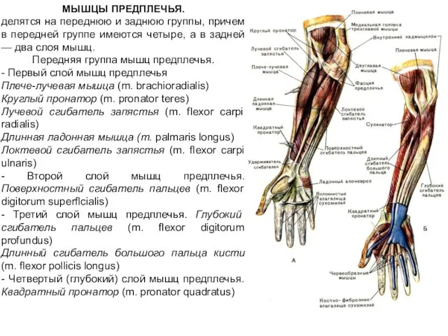 МЫШЦЫ ПРЕДПЛЕЧЬЯ. делятся на переднюю и заднюю группы, причем в