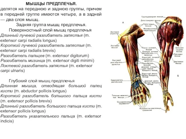 МЫШЦЫ ПРЕДПЛЕЧЬЯ. делятся на переднюю и заднюю группы, причем в