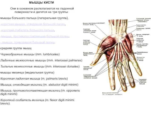 МЫШЦЫ КИСТИ Они в основном располагаются на ладонной поверхности и