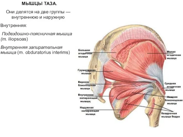 МЫШЦЫ ТАЗА. Они делятся на две группы — внутреннюю и