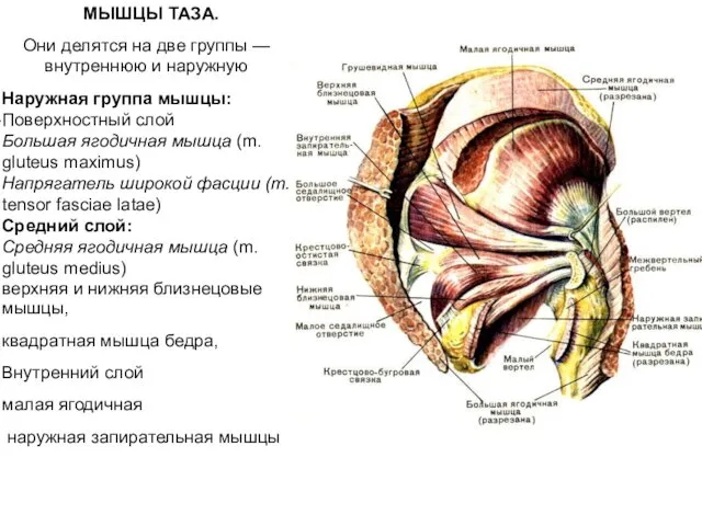 МЫШЦЫ ТАЗА. Они делятся на две группы — внутреннюю и