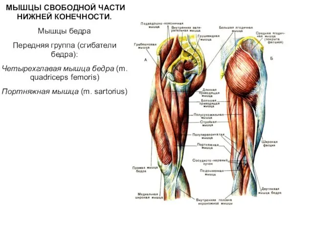 МЫШЦЫ СВОБОДНОЙ ЧАСТИ НИЖНЕЙ КОНЕЧНОСТИ. Мышцы бедра Передняя группа (сгибатели