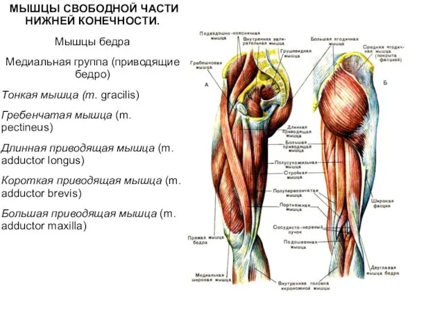 МЫШЦЫ СВОБОДНОЙ ЧАСТИ НИЖНЕЙ КОНЕЧНОСТИ. Мышцы бедра Медиальная группа (приводящие