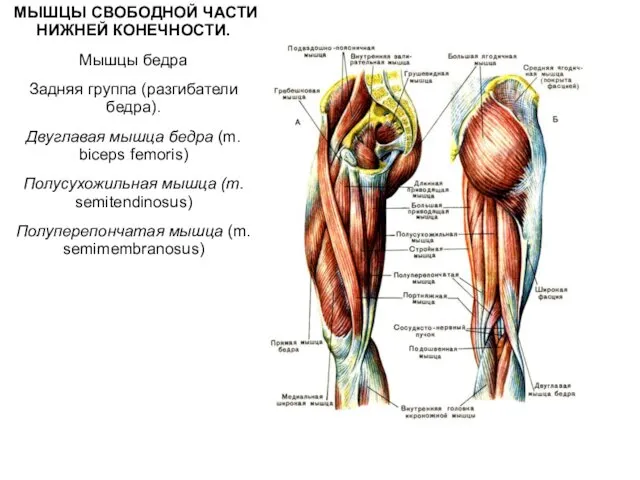 МЫШЦЫ СВОБОДНОЙ ЧАСТИ НИЖНЕЙ КОНЕЧНОСТИ. Мышцы бедра Задняя группа (разгибатели