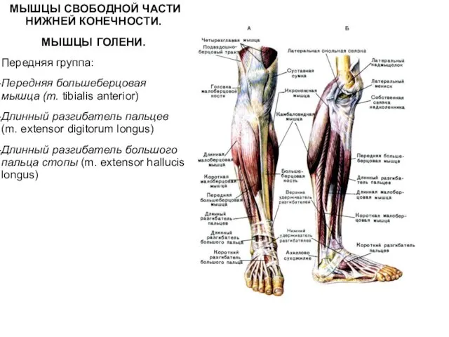 МЫШЦЫ СВОБОДНОЙ ЧАСТИ НИЖНЕЙ КОНЕЧНОСТИ. МЫШЦЫ ГОЛЕНИ. Передняя группа: Передняя
