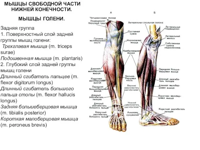 МЫШЦЫ СВОБОДНОЙ ЧАСТИ НИЖНЕЙ КОНЕЧНОСТИ. МЫШЦЫ ГОЛЕНИ. Задняя группа 1.