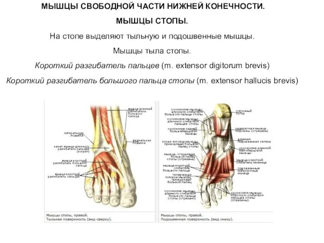 МЫШЦЫ СВОБОДНОЙ ЧАСТИ НИЖНЕЙ КОНЕЧНОСТИ. МЫШЦЫ СТОПЫ. На стопе выделяют