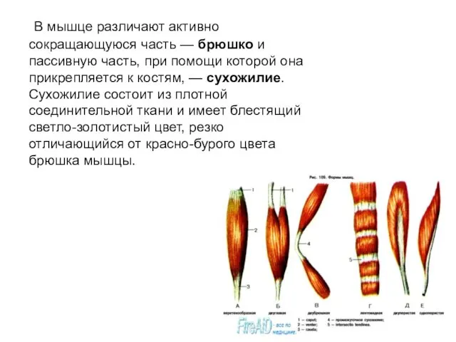 В мышце различают активно сокращающуюся часть — брюшко и пассивную