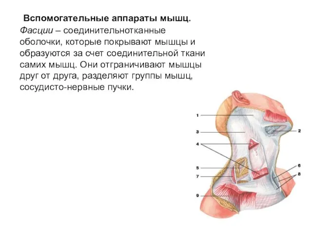 Вспомогательные аппараты мышц. Фасции – соединительнотканные оболочки, которые покрывают мышцы