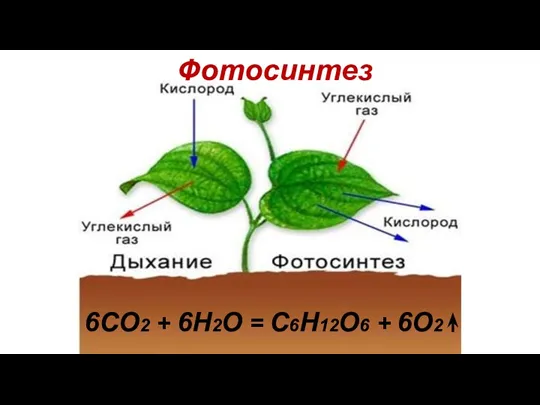 Фотосинтез 6CO2 + 6H2O = C6H12O6 + 6O2