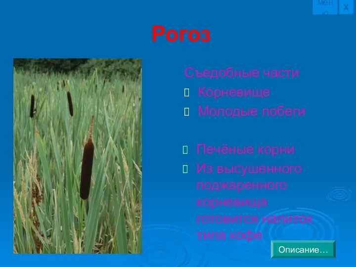 Рогоз Печёные корни Из высушенного поджаренного корневища готовится напиток типа