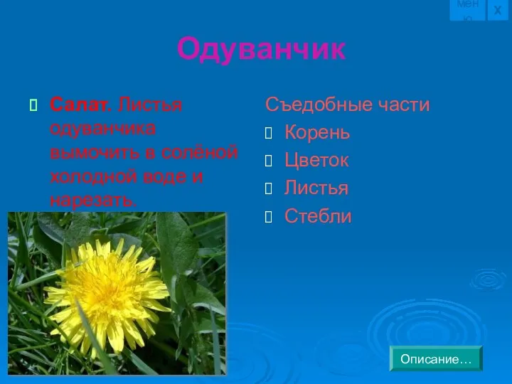 Одуванчик Салат. Листья одуванчика вымочить в солёной холодной воде и