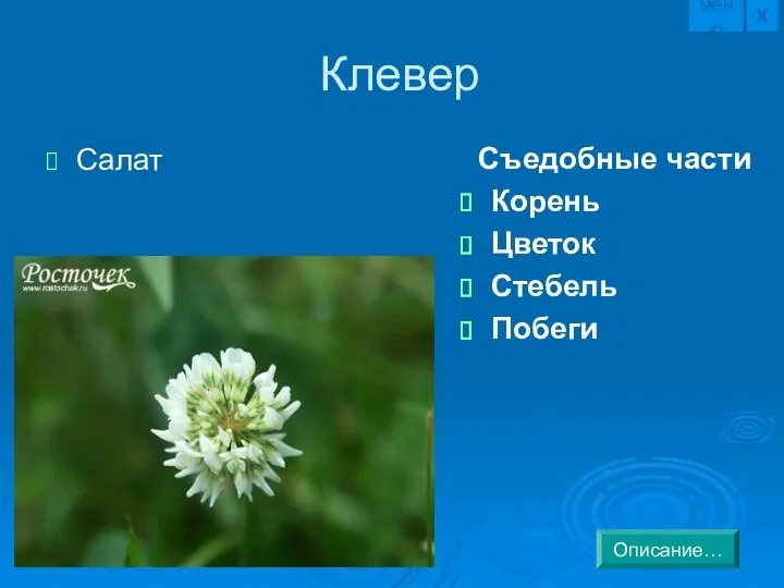 Клевер Салат Съедобные части Корень Цветок Стебель Побеги Описание… Х меню