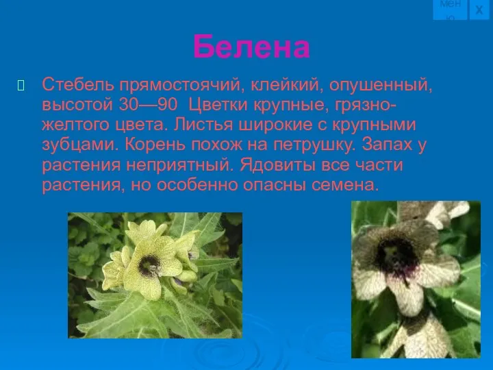 Белена Стебель прямостоячий, клейкий, опушенный, высотой 30—90 Цветки крупные, грязно-желтого