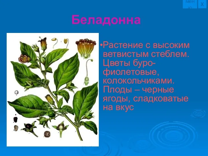 Растение с высоким ветвистым стеблем. Цветы буро-фиолетовые, колокольчиками. Плоды –