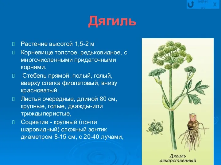 Дягиль Растение высотой 1,5-2 м Корневище толстое, редьковидное, с многочисленными