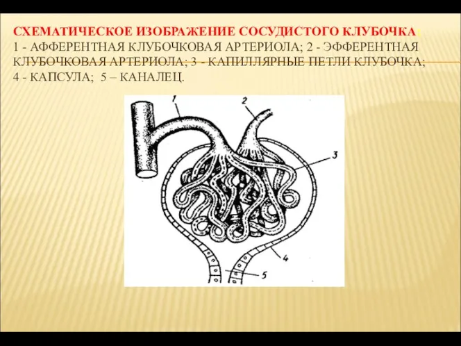 СХЕМАТИЧЕСКОЕ ИЗОБРАЖЕНИЕ СОСУДИСТОГО КЛУБОЧКА: 1 - АФФЕРЕНТНАЯ КЛУБОЧКОВАЯ АРТЕРИОЛА; 2