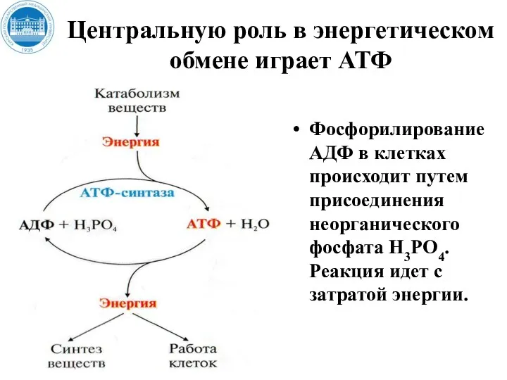 Центральную роль в энергетическом обмене играет АТФ Фосфорилирование АДФ в