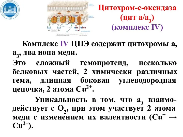 Цитохром-c-оксидаза (цит а/а3) (комплекс IV) Комплекс IV ЦПЭ содержит цитохромы