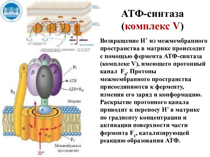 АТФ-синтаза (комплекс V) Возвращение Н+ из межмембранного пространства в матрикс