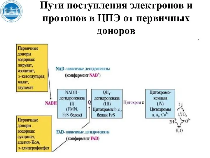 (II) Пути поступления электронов и протонов в ЦПЭ от первичных доноров