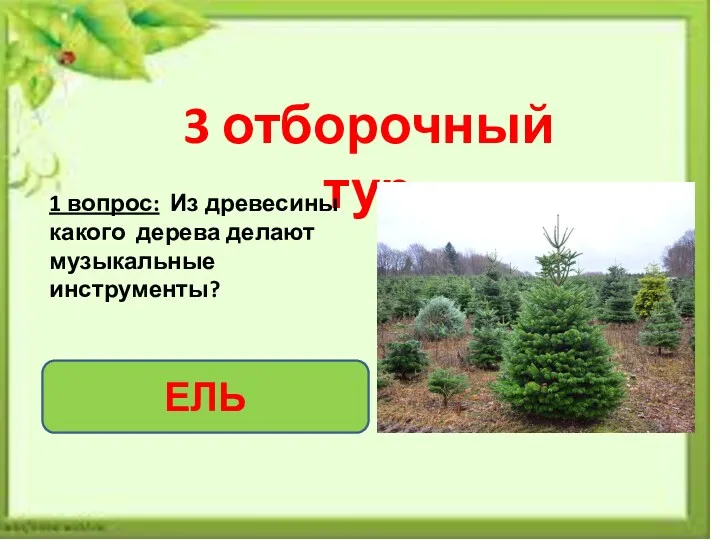 3 отборочный тур 1 вопрос: Из древесины какого дерева делают музыкальные инструменты? ЕЛЬ