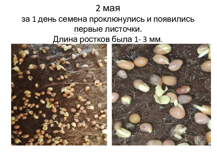 2 мая за 1 день семена проклюнулись и появились первые