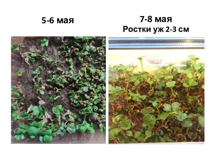 5-6 мая 7-8 мая Ростки уж 2-3 см