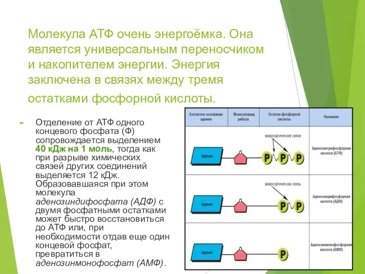 Молекула АТФ очень энергоёмка. Она является универсальным переносчиком и накопителем