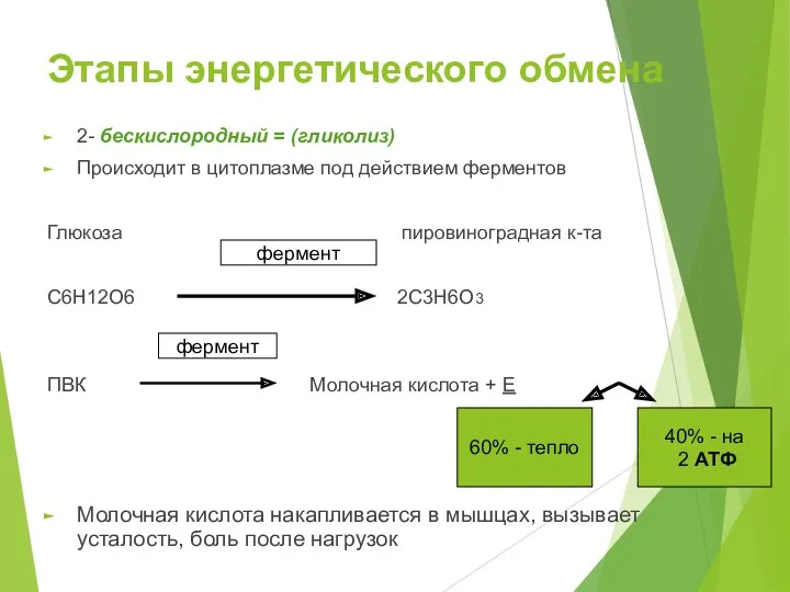 Этапы энергетического обмена 2- бескислородный = (гликолиз) Происходит в цитоплазме