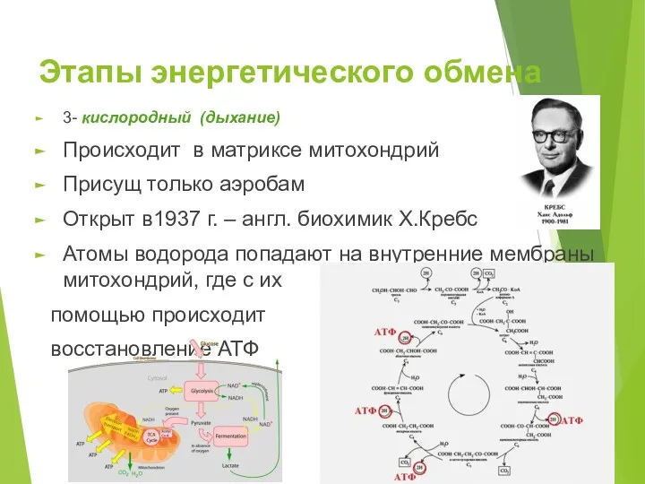 Этапы энергетического обмена 3- кислородный (дыхание) Происходит в матриксе митохондрий