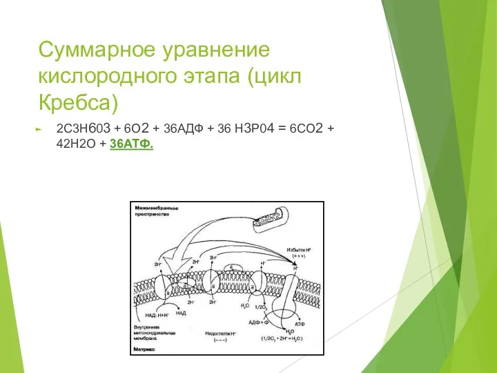 Суммарное уравнение кислородного этапа (цикл Кребса) 2C3H603 + 6O2 +