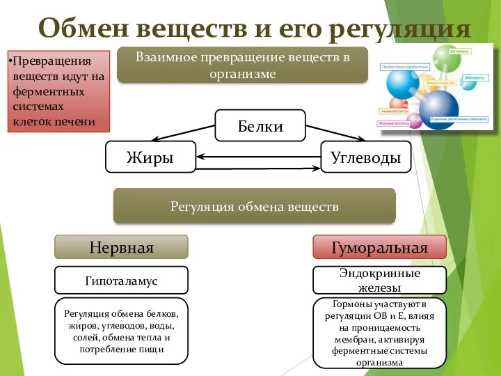 Обмен веществ и его регуляция Взаимное превращение веществ в организме