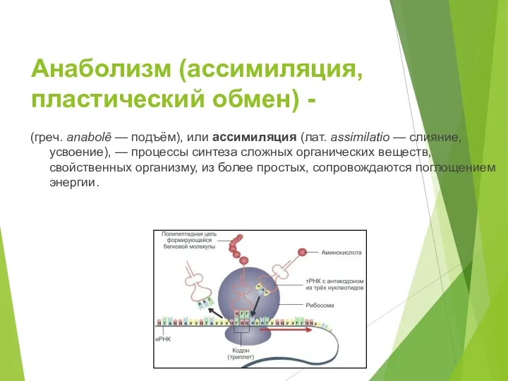 Анаболизм (ассимиляция, пластический обмен) - (греч. anabolē — подъём), или