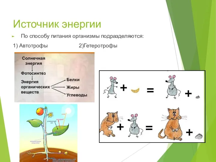 Источник энергии По способу питания организмы подразделяются: 1) Автотрофы 2)Гетеротрофы