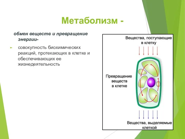 Метаболизм - обмен веществ и превращение энергии- совокупность биохимических реакций,