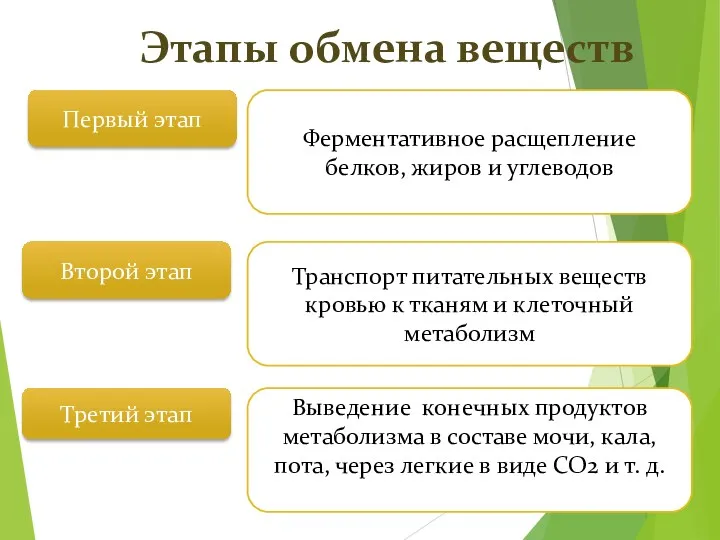 Этапы обмена веществ Первый этап Второй этап Третий этап Ферментативное