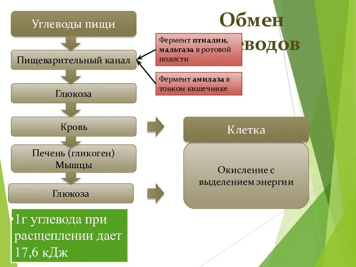 Обмен углеводов Углеводы пищи Пищеварительный канал Глюкоза Печень (гликоген) Мышцы