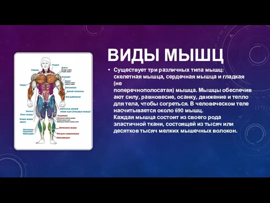 ВИДЫ МЫШЦ Существует три различных типа мышц: скелетная мышца, сердечная