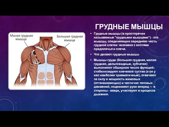 ГРУДНЫЕ МЫШЦЫ Грудные мышцы (в просторечии называемые "грудными мышцами") -