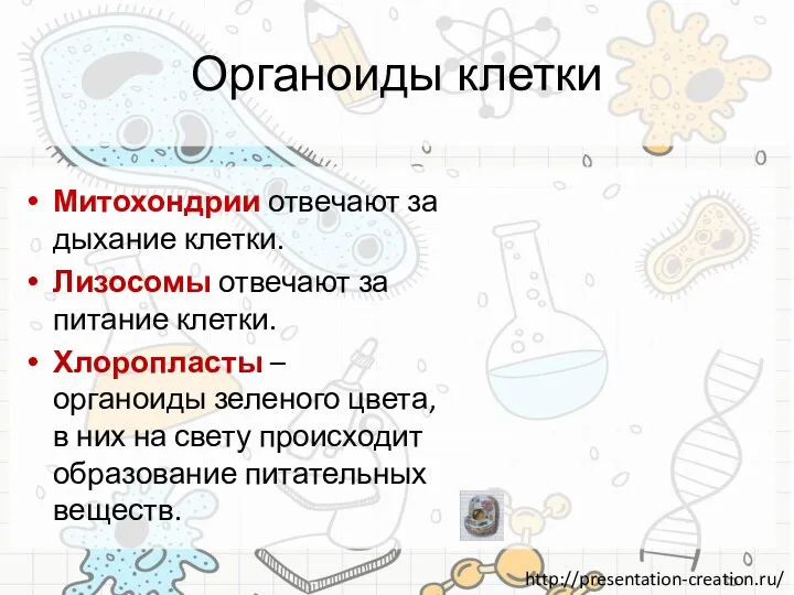 Органоиды клетки Митохондрии отвечают за дыхание клетки. Лизосомы отвечают за питание клетки. Хлоропласты